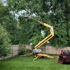 Best Tree Cabling and Bracing  in Laurinburg, NC