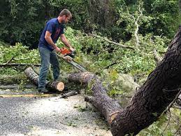 Best Stump Grinding and Removal  in Laurinburg, NC