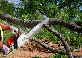 Best Fruit Tree Pruning  in Laurinburg, NC