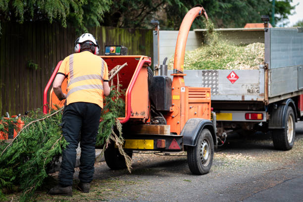 Best Leaf Removal  in Laurinburg, NC