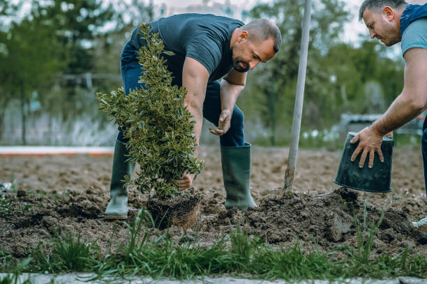 Best Hazardous Tree Removal  in Laurinburg, NC