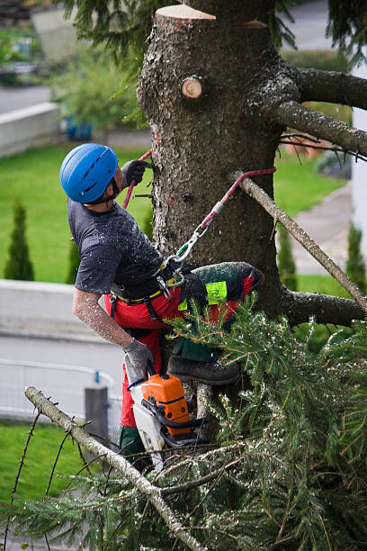 Best Tree Maintenance Programs  in Laurinburg, NC