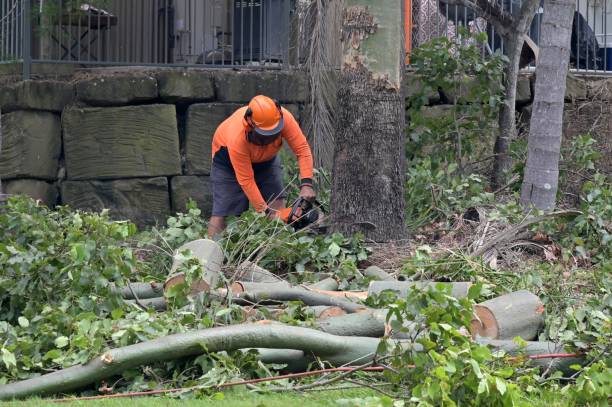 How Our Tree Care Process Works  in  Laurinburg, NC