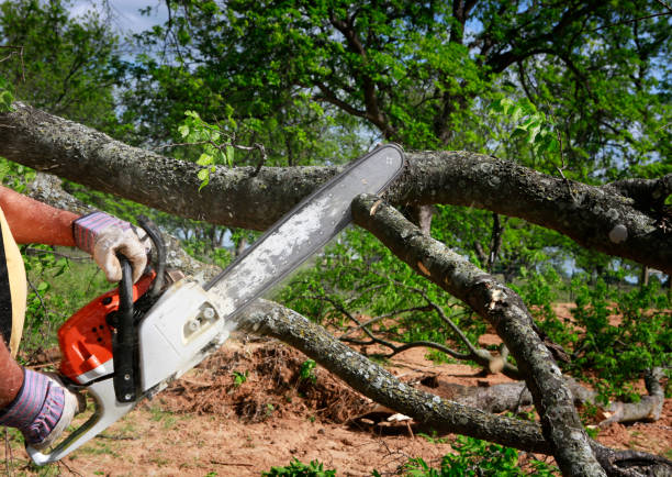 Best Tree Removal  in Laurinburg, NC